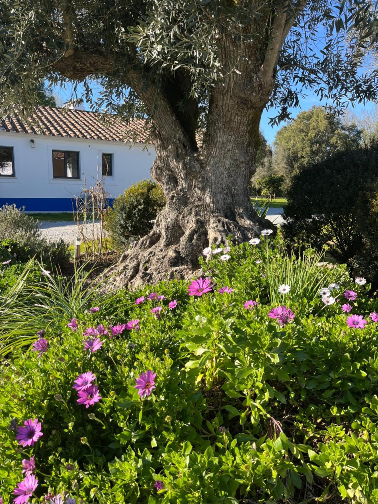 Quinta Do Faisco Villa Évora Kültér fotó
